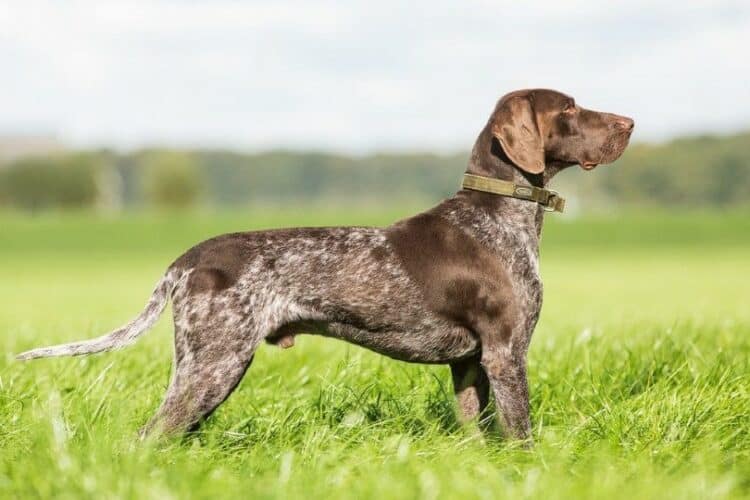 German Shorthaired Pointer standing on grass