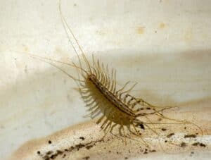 Are Centipedes Poisonous to Cats? What Do I Do if They Eat One? | Pango ...