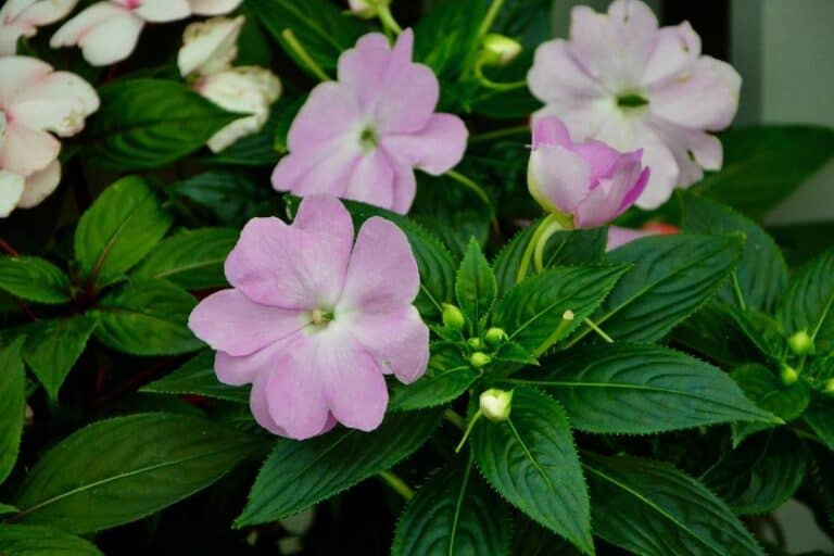 impatiens plants poisonous to dogs