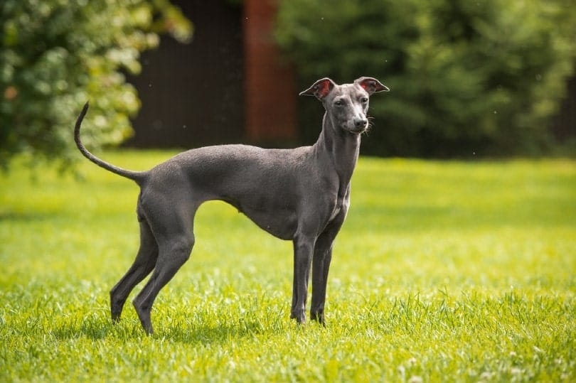 Italian Greyhound standing on grass
