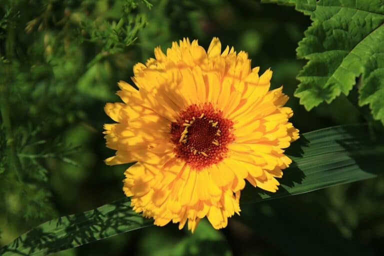 Are Marigolds Poisonous to Cats? What Do I Do if They Eat One? Pango Pets