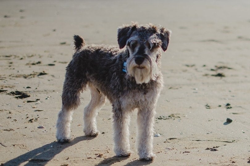 Are Miniature Schnauzers Hypoallergenic? An Allergy Sufferers Guide to Dogs