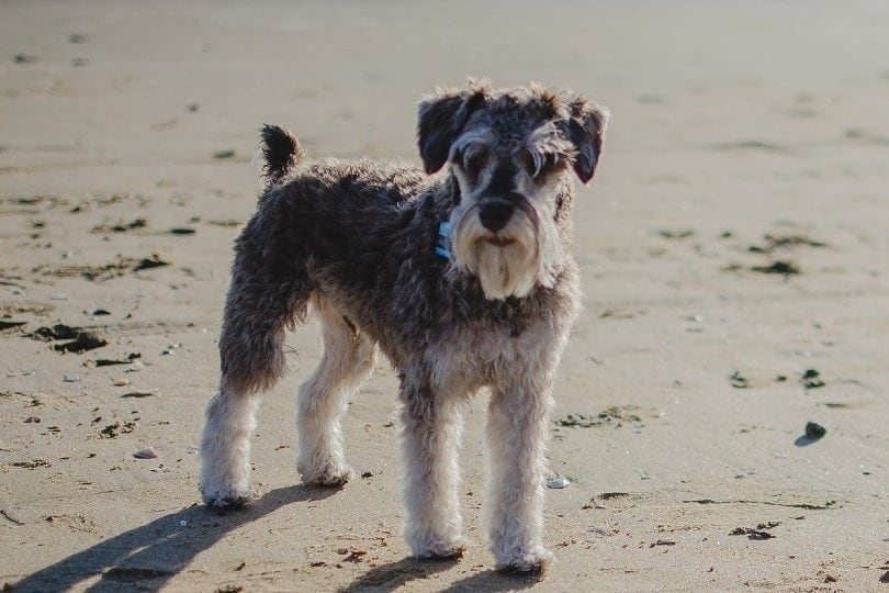 Miniature Schnauzer standing on shore