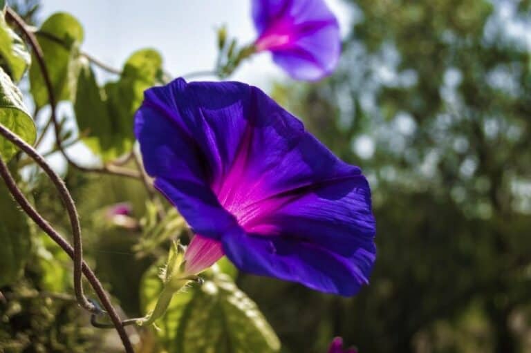 Are Morning Glories Poisonous to Dogs? What Do I Do If They Eat One? Pango Pets