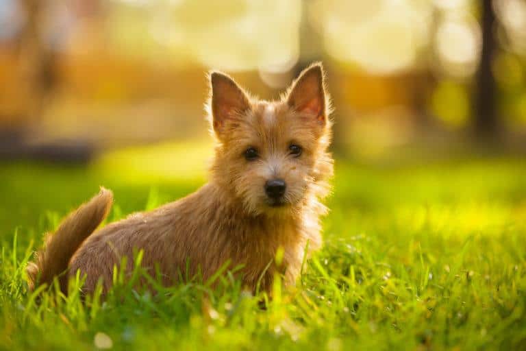 Norwich Terrier on grass