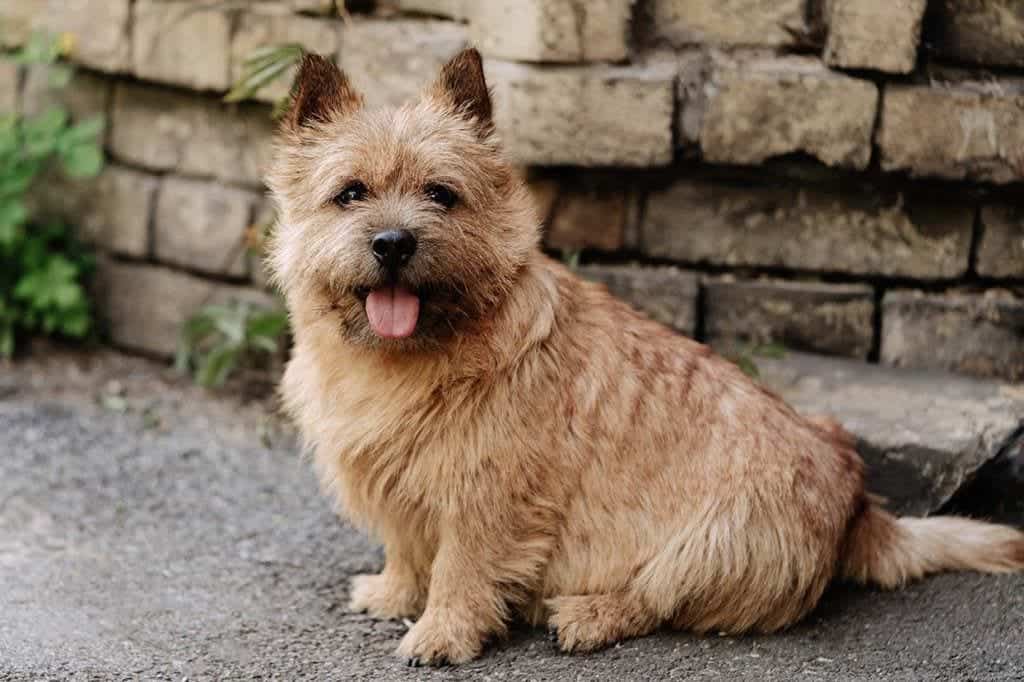 Are Norwich Terriers Hypoallergenic? An Allergy Sufferer’s Guide to