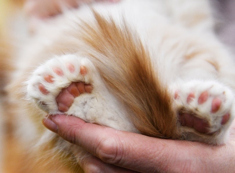 Paws of a poly-dactyl Maine Coon kitten