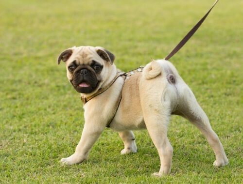 Puppy Pug curve tail