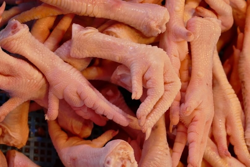Are Chicken Feet Good for Dogs? What Do I Do if They Eat One? Pango Pets