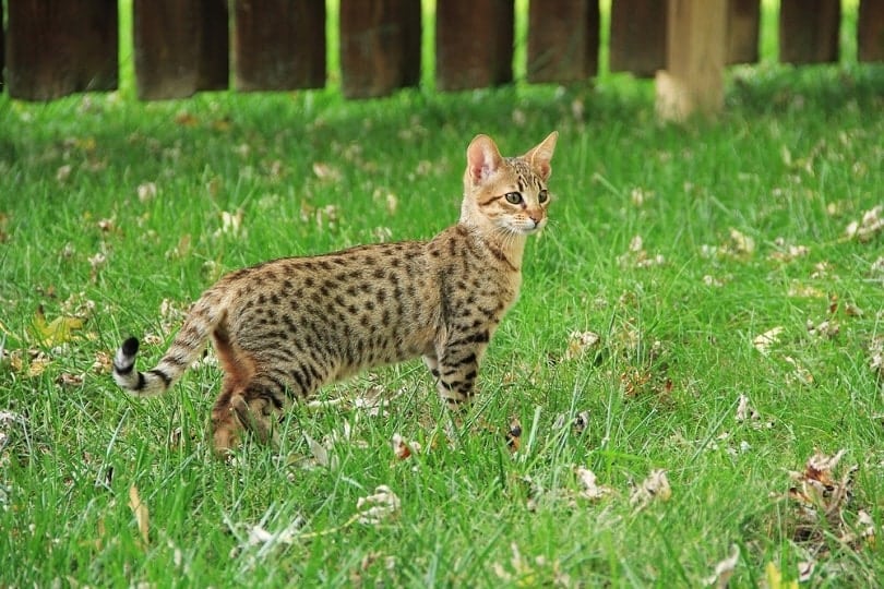 gato da savana