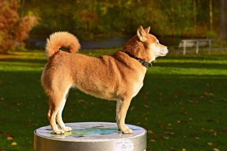 Shiba Inu Dog on a platform