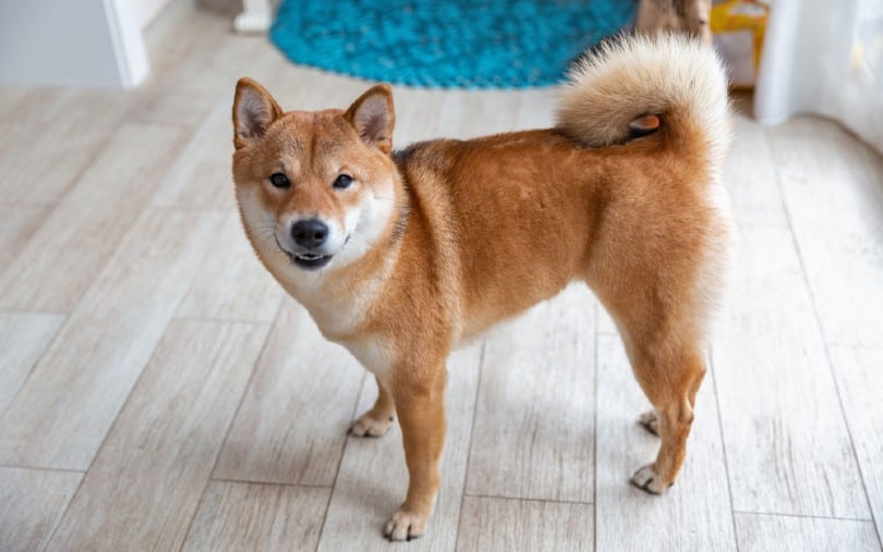 Shiba Inu dog standing on wooden floor at home
