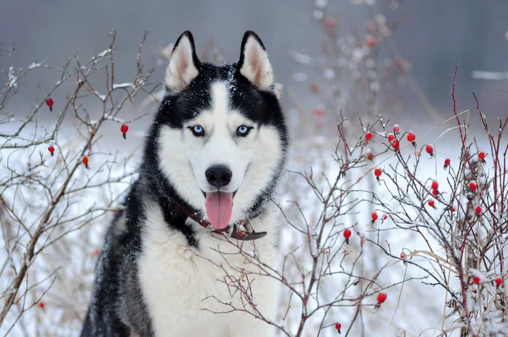 Siberian Husky in winter