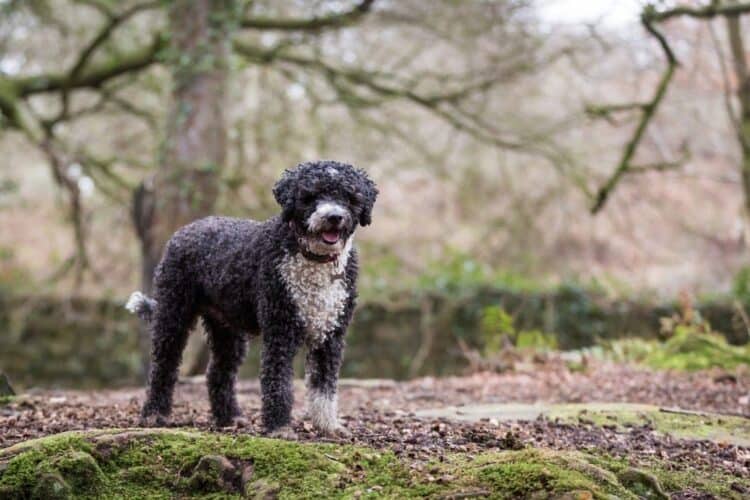 Spanish Water Dog in the woods