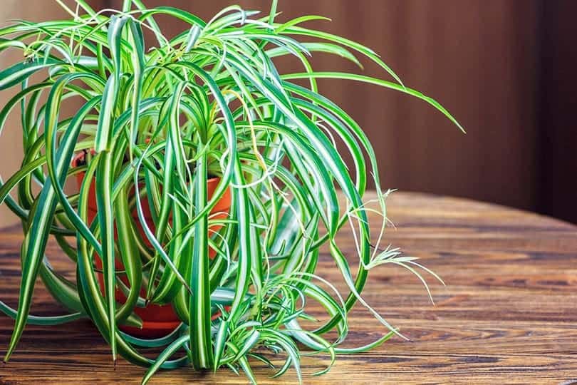 Spider Plant on a wooden table