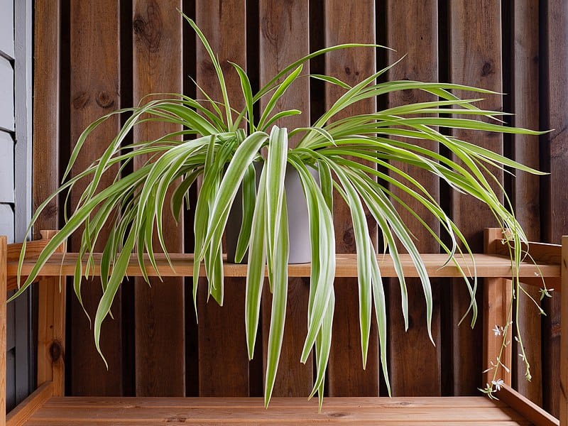 Spider plant with plantlets and flowers