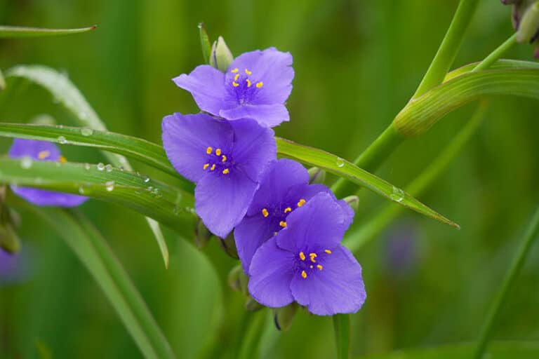 Are Spiderwort Plants Toxic to Cats? What Do I Do If They Eat One