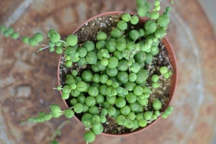 String Of Pearls in a pot