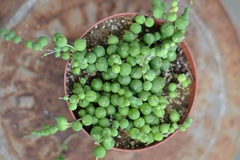 Are String Of Pearls Toxic To Cats? What Do I Do If They Eat One