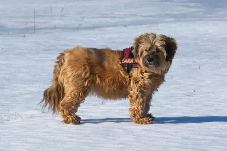 Tibetan Terrier standing on snow