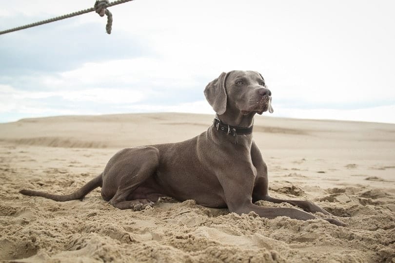 Weimaraner in the desert