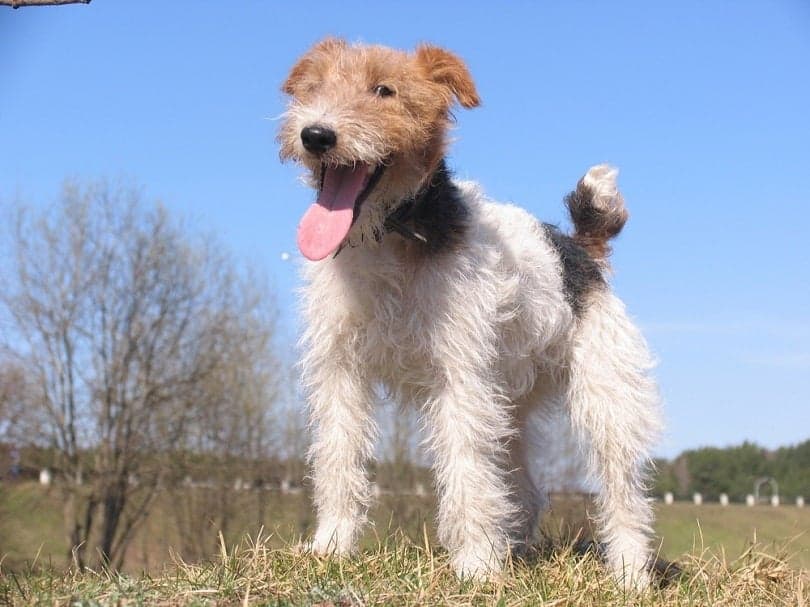 Are Wire Fox Terriers Hypoallergenic? An Allergy Sufferers Guide To