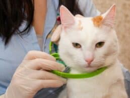 Woman putting flea collar on cat