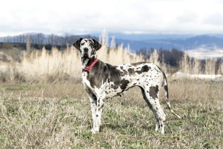 a female great dane standing on long grass