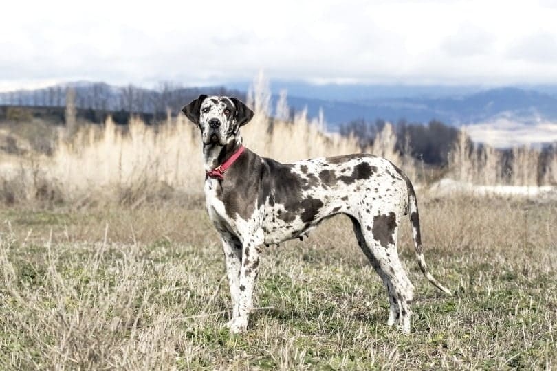 Are Great Danes Good Guard Dogs? What You Need To Know Pango Pets