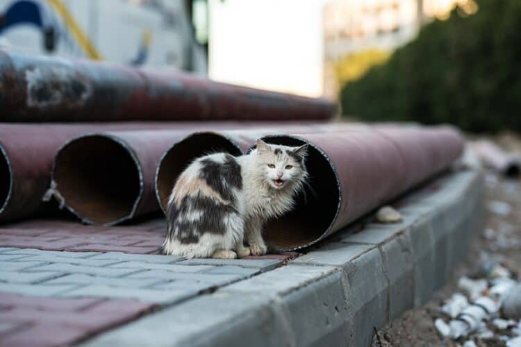 a feral cat sitting near metal pipes