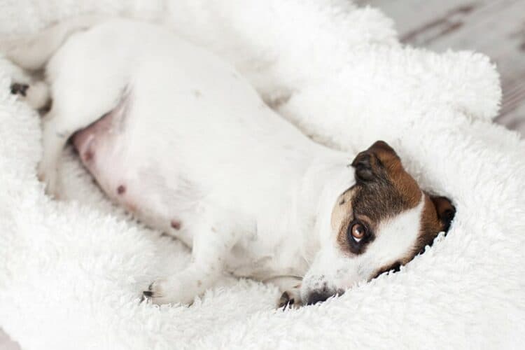 a pregnant jack russell in bed