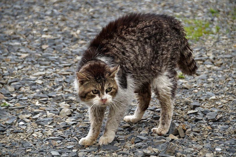 a rugged feral cat
