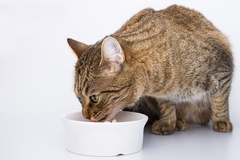 a tabby cat eating from a white bowl