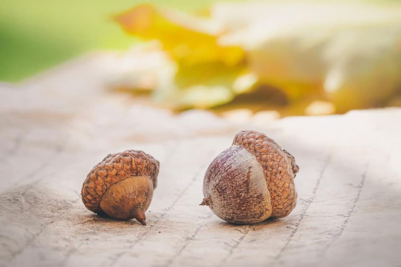 acorns on the ground