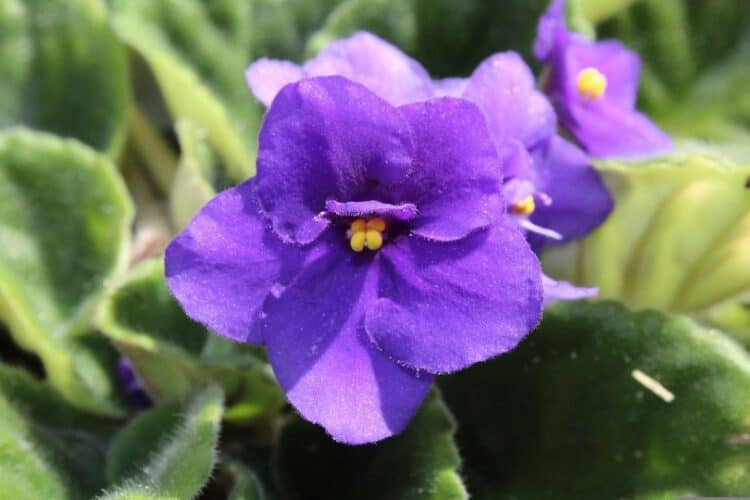 african violet flower