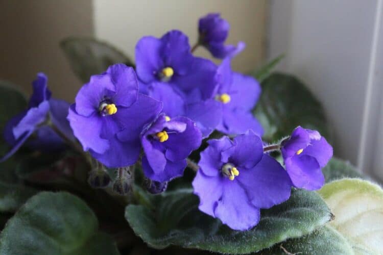 Are African Violets Poisonous to Cats? What To Do if They Eat One? Pango Pets