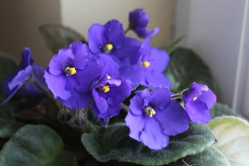 Are African Violets Poisonous to Cats? What To Do if They Eat One