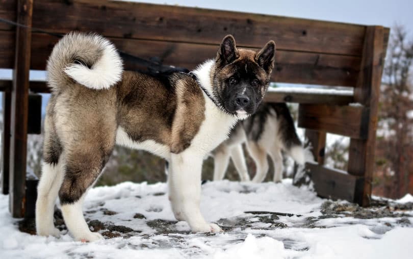 akita dog in snow