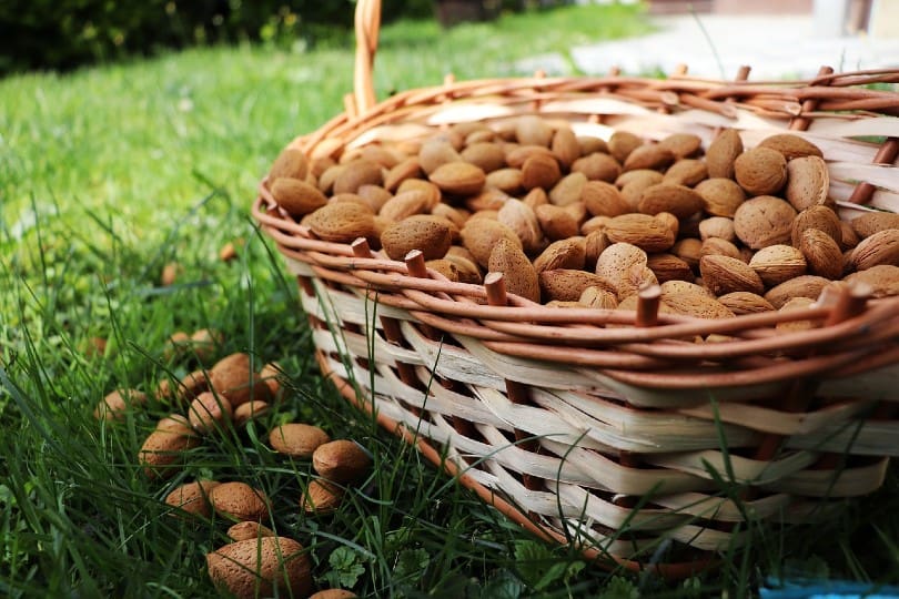 almonds in a basket