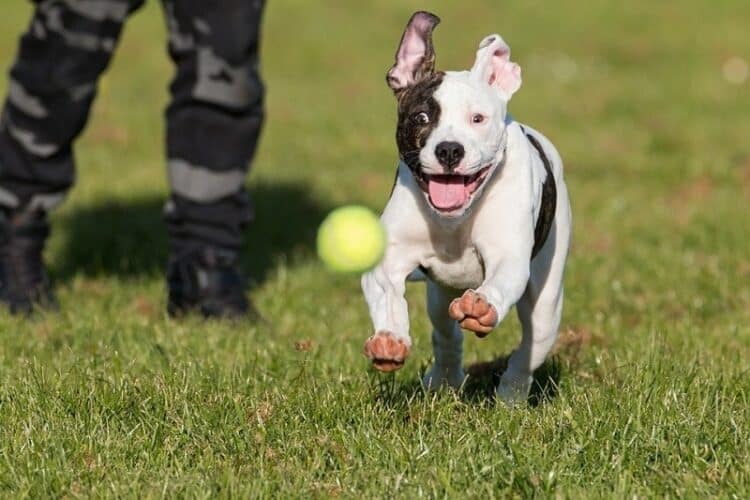 american bulldog puppy with tennis ball