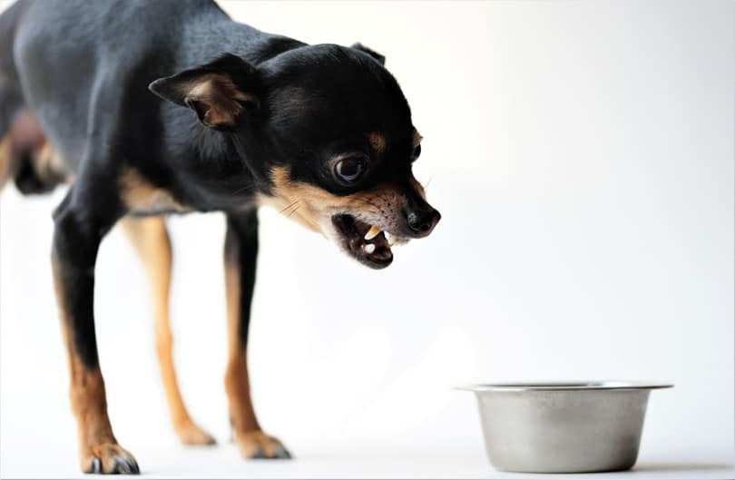 angry black dog protects his food in a metal bowl