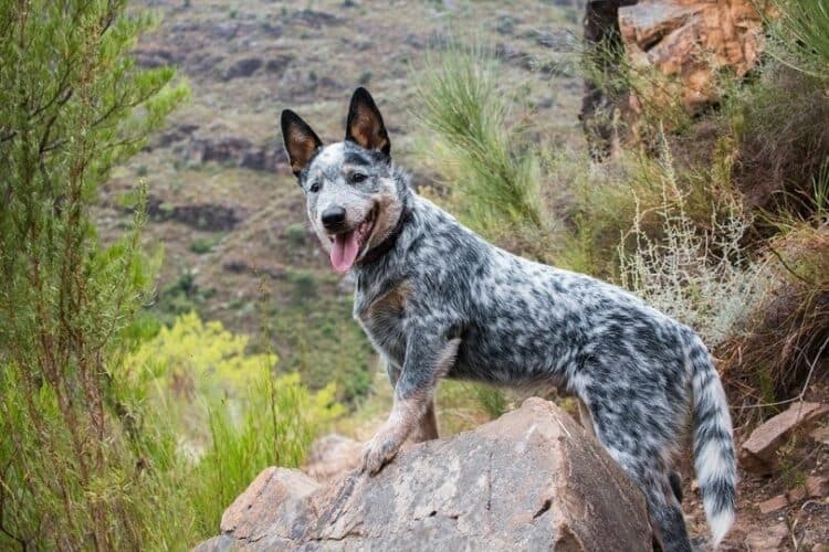 Australian Cattle Dogs (Blue Heelers) Are They Hypoallergenic? An Allergy Sufferers Guide to