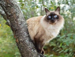 balinese cat sitting on a cherry tree