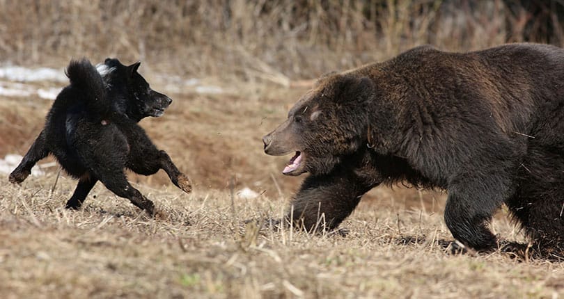 bear chasing a black dog