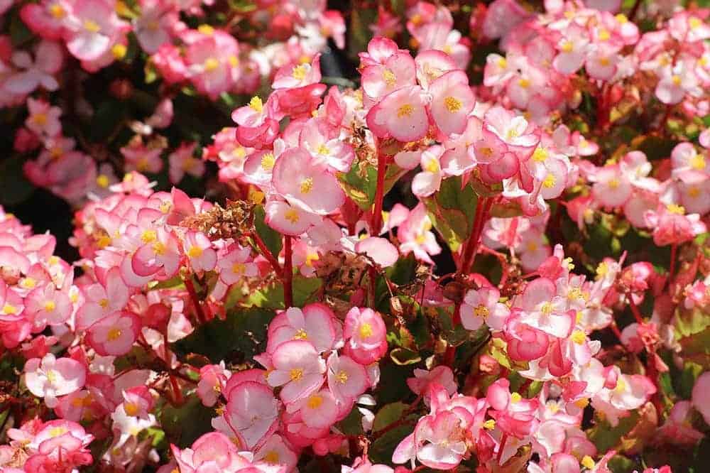 begonias during summer