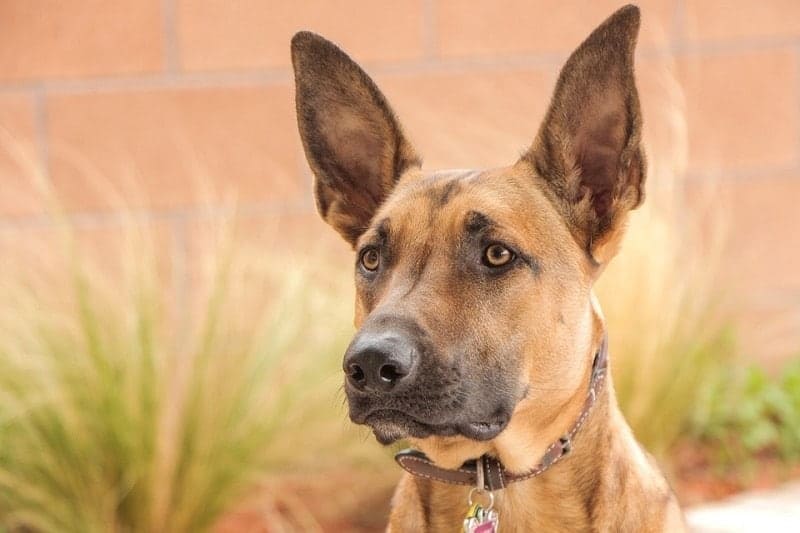 belgian malinois face