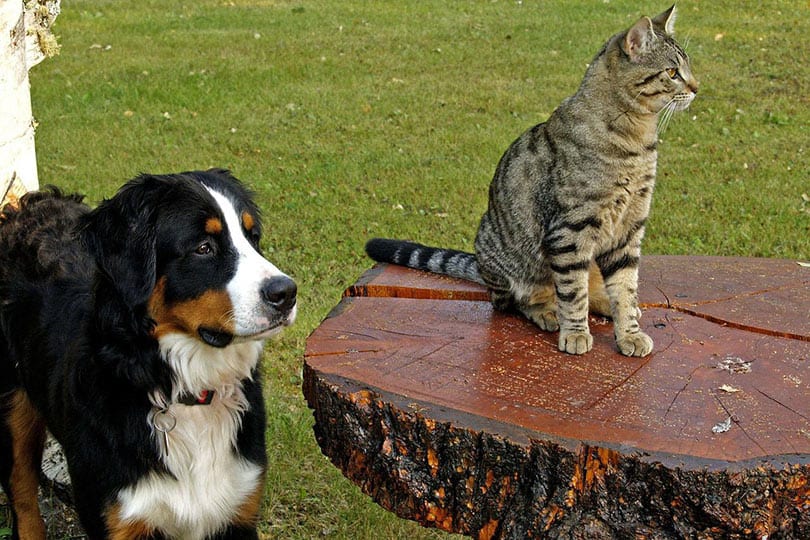 bernese mountain dog with tabby cat outdoor