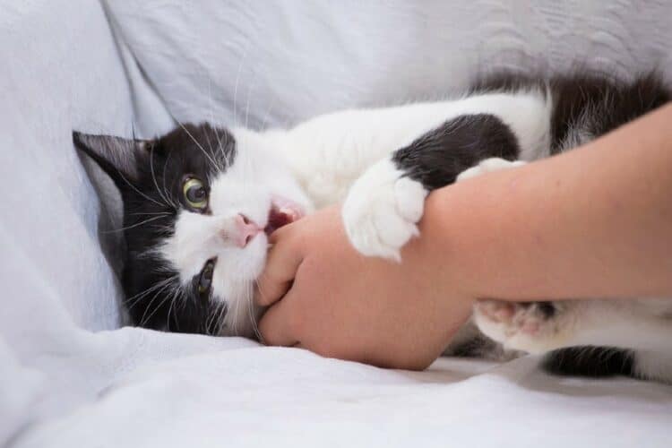 black and white cat bites the woman's hand
