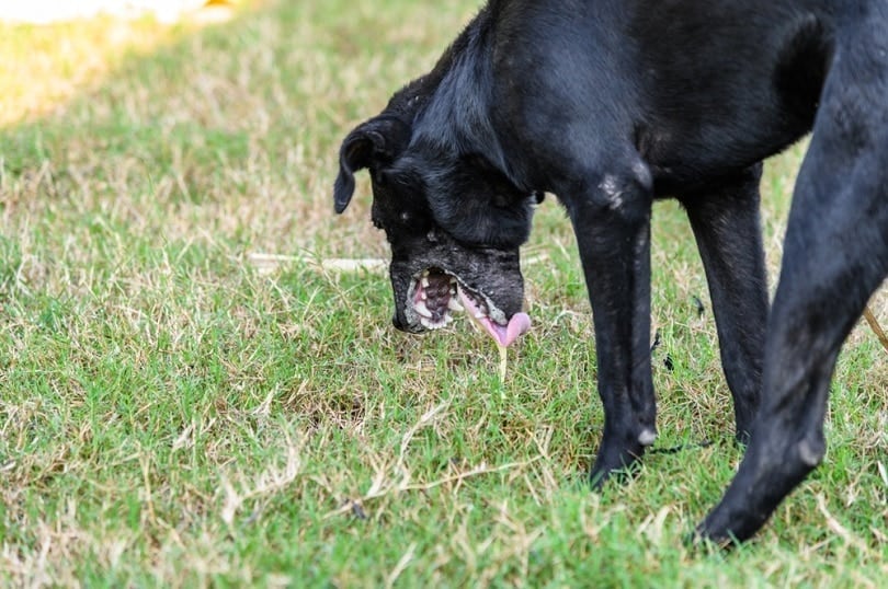 black dog vomiting on grass