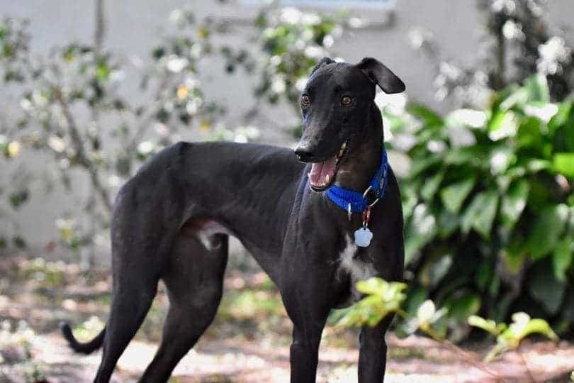 black italian greyhound